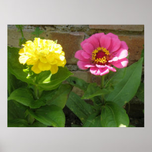 Impressão de Zinnias cor-de-rosa e amarelo