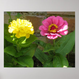 Impressão de Zinnias cor-de-rosa e amarelo