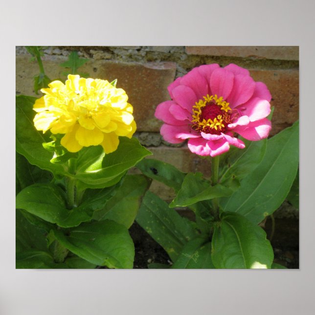 Impressão de Zinnias cor-de-rosa e amarelo (Frente)