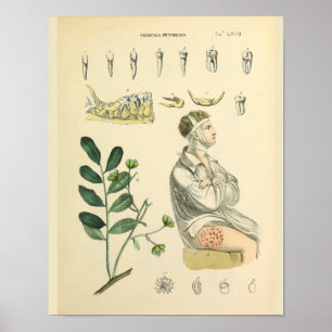 Impressão dental da arte da anatomia do vintage d