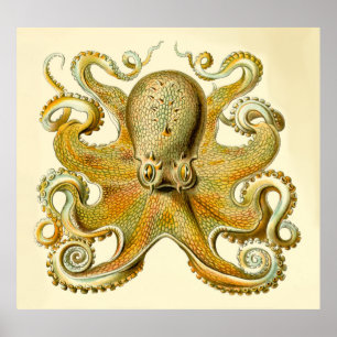 Impressão desproporcionado do polvo de Haeckel do