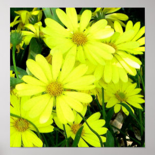 Impressão do Afro Daisies