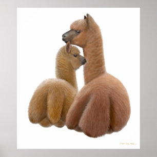 Impressão do amor da alpaca