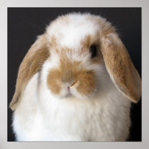 Impressão do bebê de Holland