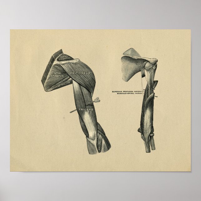 Impressão do braço do ombro humano 1902 (Frente)