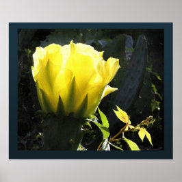 Impressão do Cactus Sun Blossom - 24x20 - outros t