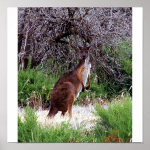 Impressão do canguru de Bush