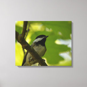 IMPRESSÃO DO CANVAS DE CHICKADEE COM CABO PRETO