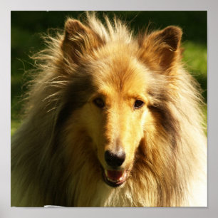 Impressão do cão do Lassie do Collie