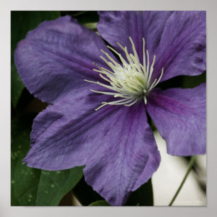 Impressão do Clematis roxo