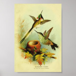 Impressão do colibri do vintage