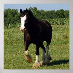 Impressão do corredor de Clydesdale