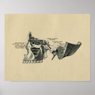 Impressão do crânio humano Anatomia 1902 Vintage