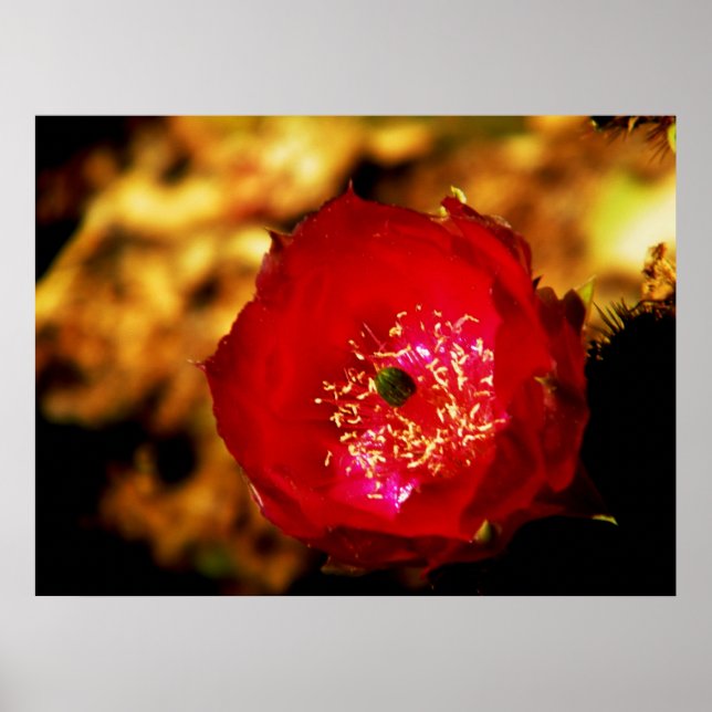 Impressão do deserto floresce (Frente)