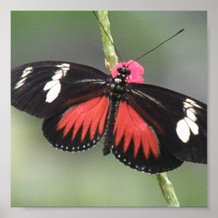 Impressão do design da foto da borboleta