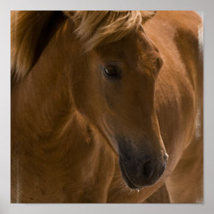 Impressão do design do cavalo da castanha