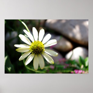 Impressão do Dia de Verão de Daisy com preguiça