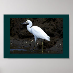 Impressão do Egret pequeno