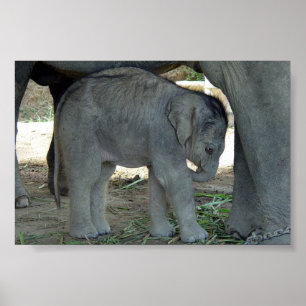Impressão do elefante do bebê