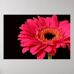Impressão do Gerbera