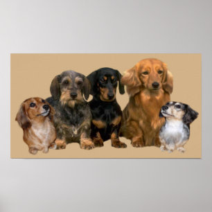 Impressão do grupo do Dachshund
