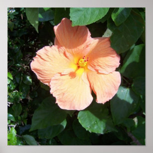 Impressão do hibiscus do pêssego