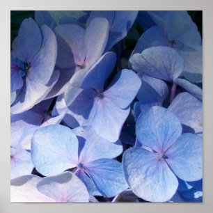 Impressão do Hydrangea