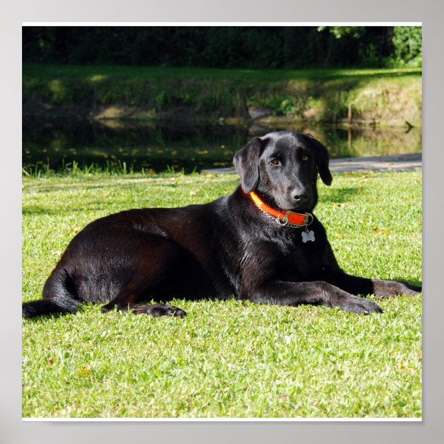 Impressão do laboratório preto (Frente)