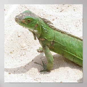 Impressão do lagarto verde