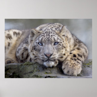Impressão do Leopardo de Neve Vishnu