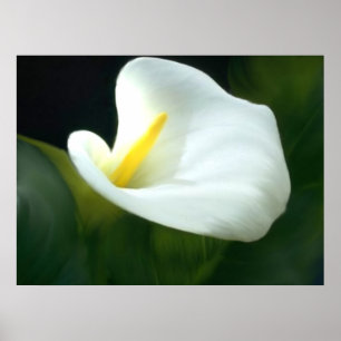 Impressão do lírio de Calla