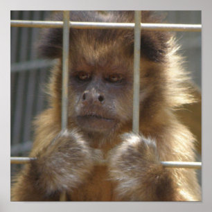 Impressão do macaco do Capuchin