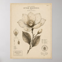 Impressão do Museu Botânico Vitoriano Magnólia Lun