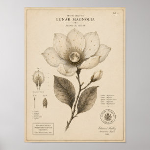 Impressão do Museu Botânico Vitoriano Magnólia Lun