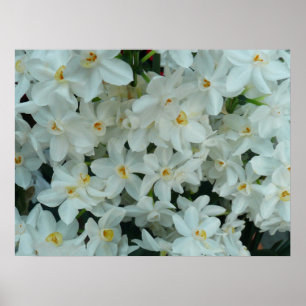 Impressão do narciso de Paperwhite