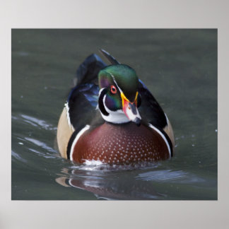 Impressão do Pato de Madeira Americano