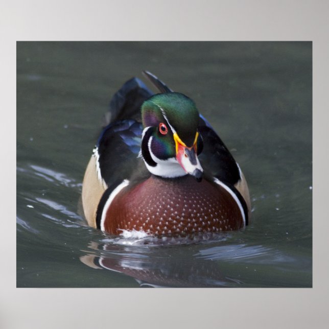 Impressão do Pato de Madeira Americano (Frente)