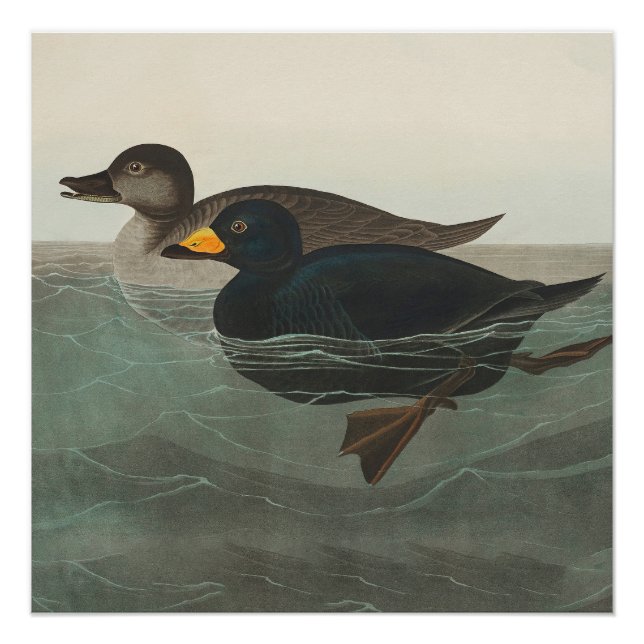 Impressão do Pato-Marinho-Preto de Audubon: Pato C (Frente)