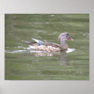 Impressão do Pato no Lago