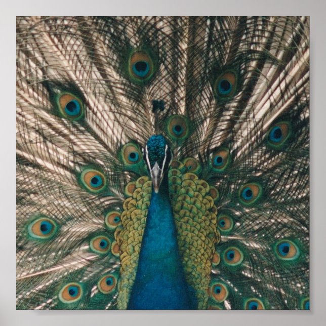 IMPRESSÃO DO PEACOCK CANVAS (Frente)