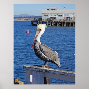 Impressão do pelicano