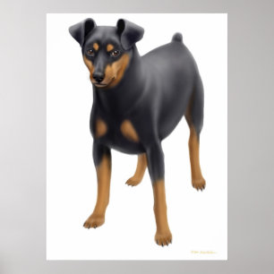 Impressão do Pinscher diminuto