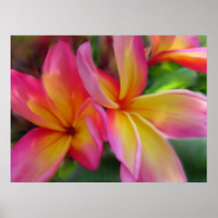 Impressão do Plumeria