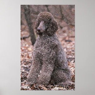 Impressão do poster da caniche (chocolate)