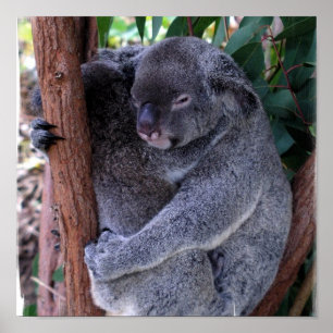 Impressão do poster da família do Koala