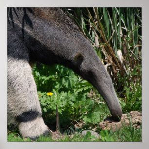 Impressão do poster da foto do Anteater gigante