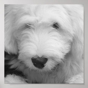Impressão do poster da foto do cão de carneiros
