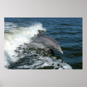 impressão do poster da foto do golfinho de