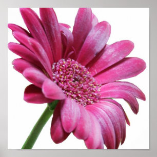 Impressão do poster da margarida do Gerbera