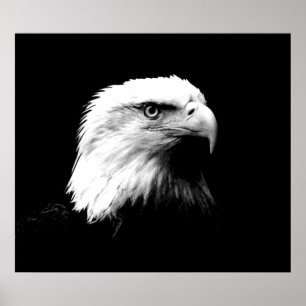 Impressão do poster de Eagle do americano da águ
